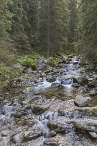 Roztoka 流在 Roztoka 谷。Tatra 国家公园。高 Tatr
