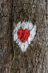 心的形状，涂上红色和白色颜料在树上