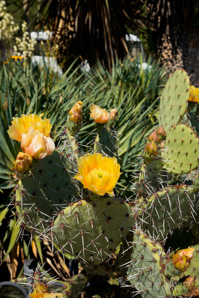 黄色开花仙人掌