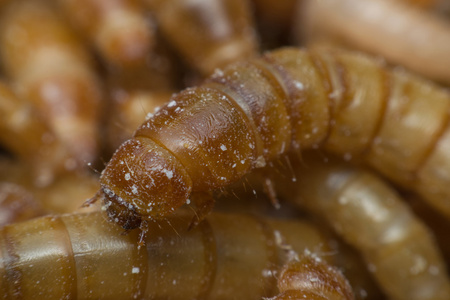 黄粉虫养殖图片大全