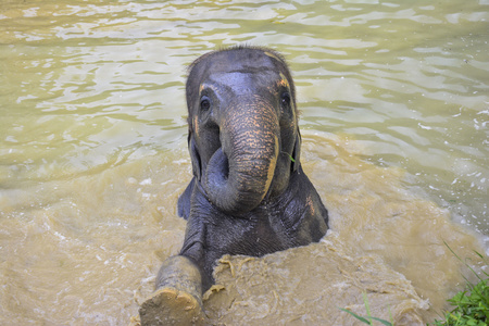 亚洲大象在泰国游泳