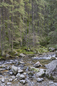 Roztoka 流在 Roztoka 谷。Tatra 国家公园。高 Tatr