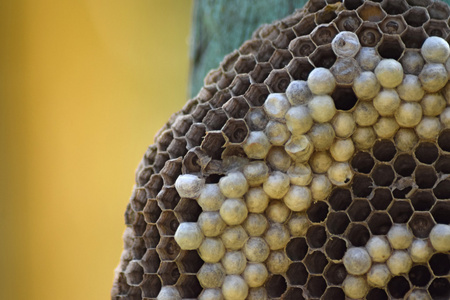 黄蜂巢附在木板上。 黄蜂政治。 一家黄蜂的巢，被近距离拍摄。