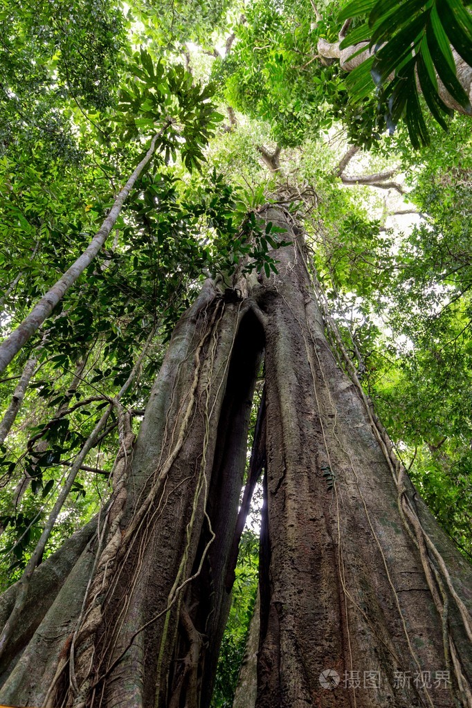 巨大的热带树