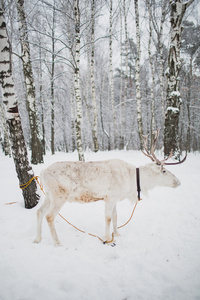 冬季的森林里的白鹿