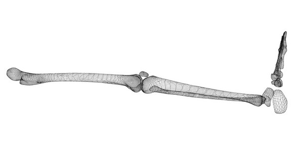 人体腿部骨骼图片