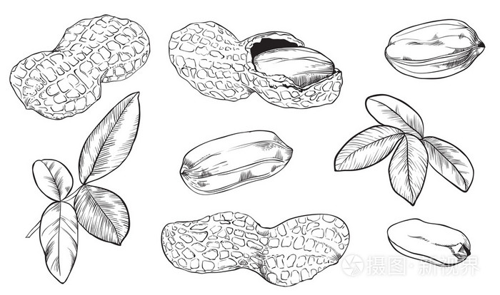 白色背景上的矢量花生孤立的坚果