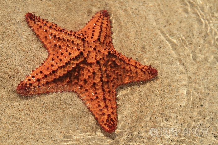 沙滩加勒比海上的海星