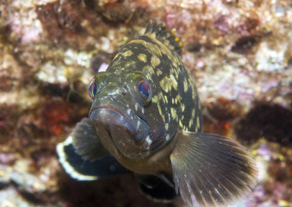 grouper8 石斑鱼姿势的照片
