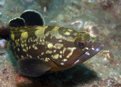 grouper5 石斑鱼姿势的照片