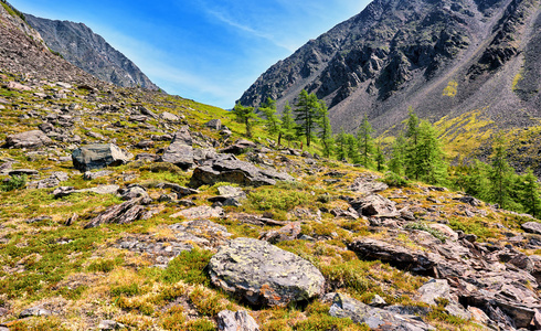 几种落叶松坡山苔原