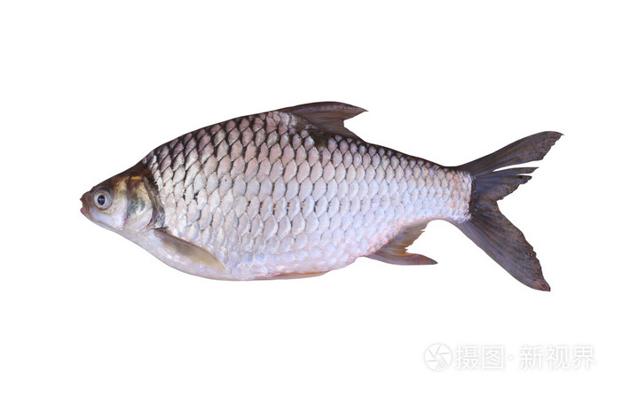 鲤科或银钩是上白色 bac 淡水鱼