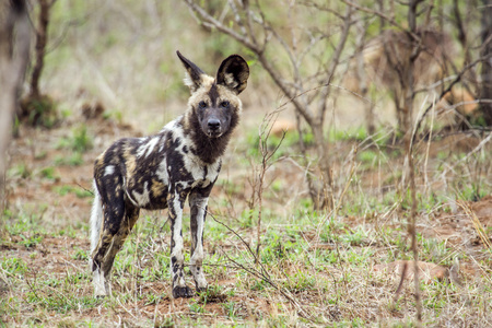 非洲野狗在南非克鲁格国家公园