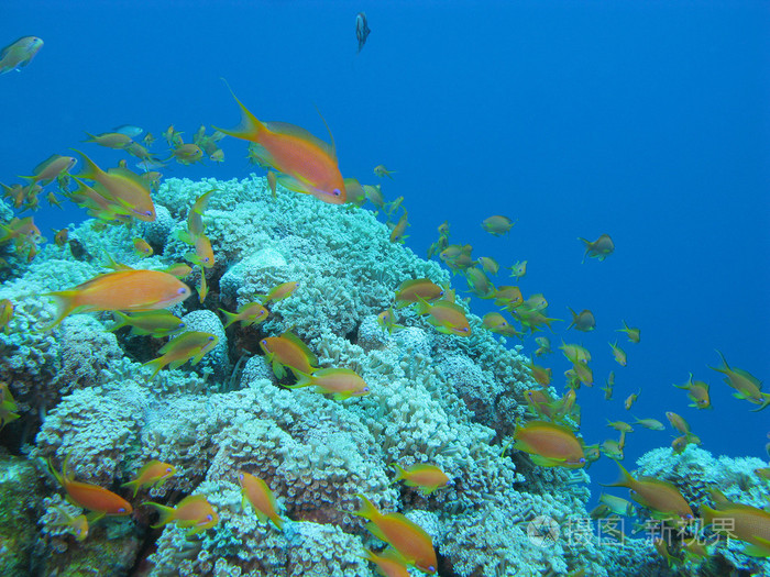 与软珊瑚和鱼类小鱼群在热带海水下珊瑚礁