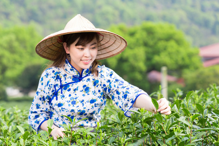 亚洲女孩采摘茶叶图片