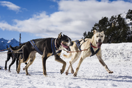 雪橇犬在赛车的速度