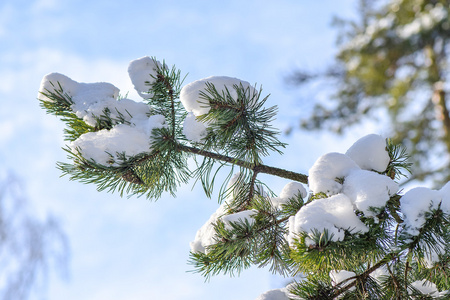 大雪覆盖的松枝