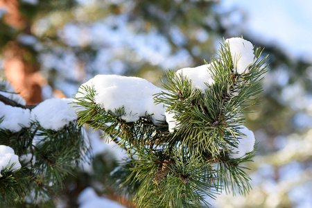 大雪覆盖的松枝