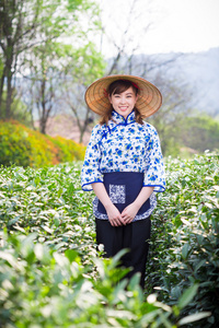 亚洲女孩采摘茶叶