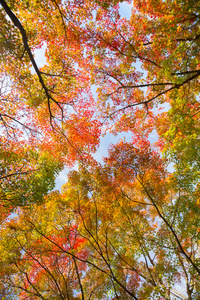 多彩的秋天树梢