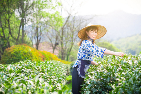 亚洲女孩采摘茶叶