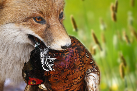红狐狸吃鸟照片