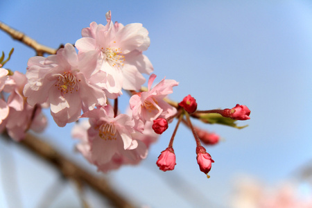 美丽的樱花在日本早期春天