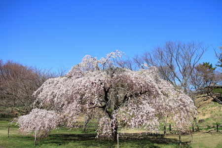 美丽的樱花在日本早期春天图片