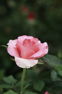 大自然中美丽的玫瑰
