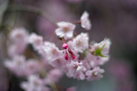 美丽的樱花在日本早期春天