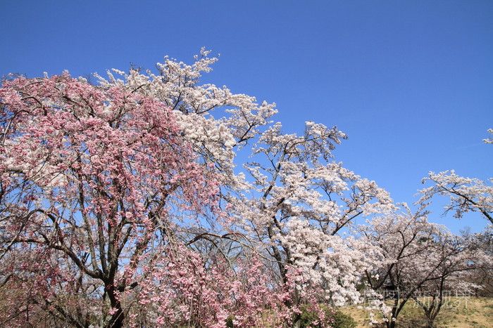 美丽的樱花在日本早期春天