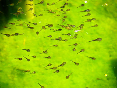 在绿水的蝌蚪家庭