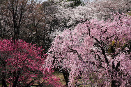 美丽的樱花在日本早期春天