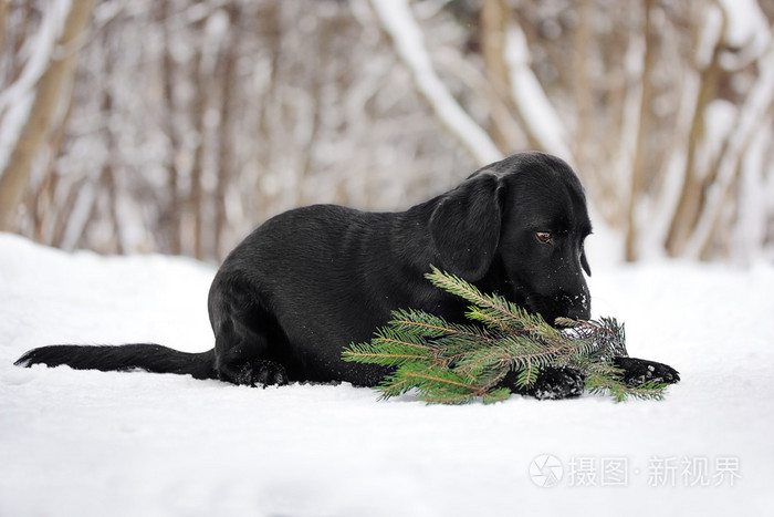 在白雪皑皑的森林里的小狗