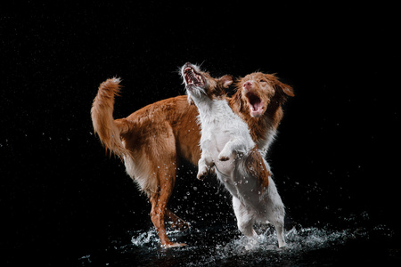 狗杰克罗素梗犬和狗新斯科舍省鸭寻回犬，狗玩，跳，跑，在水里移动