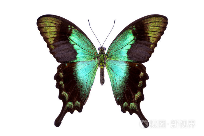 美丽多彩的尾的蝴蝶上白色孤立