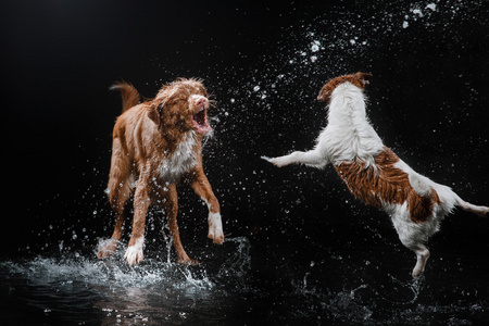 狗杰克罗素梗犬和狗新斯科舍省鸭寻回犬，狗玩，跳，跑，在水里移动