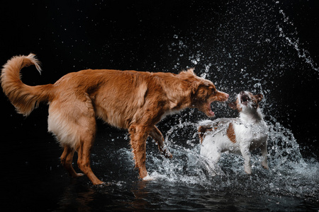 狗杰克罗素梗犬和狗新斯科舍省鸭寻回犬，狗玩，跳，跑，在水里移动