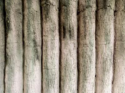 古代的木头和根