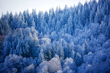 冬季和森林