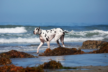 大丹狗在沙滩上行走