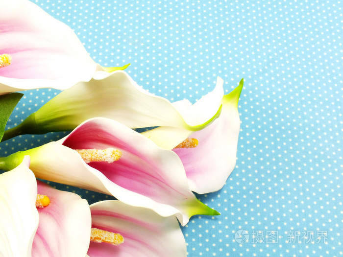 在蓝色背景上的美丽的马蹄莲花