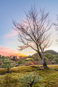 在金阁寺在秋天的季节里，日本金阁花园