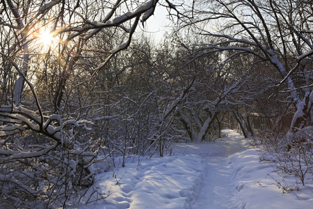 路径在雪飘过树