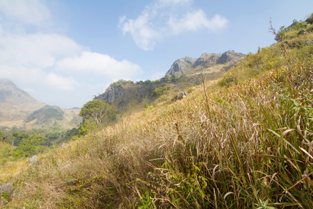 草甸森林和山