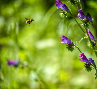 蜜蜂飞向一朵花