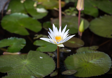 美丽的睡莲莲花池塘里