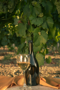 旧桌子上葡萄园里有白葡萄酒的玻璃杯。 日落时的葡萄园。 木桌上的白葡萄酒玻璃瓶和白葡萄酒