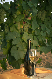 旧桌子上葡萄园里有白葡萄酒的玻璃杯。 日落时的葡萄园。 木桌上的白葡萄酒玻璃瓶和白葡萄酒