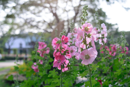 花园里美丽的粉红色霍莉霍克花。